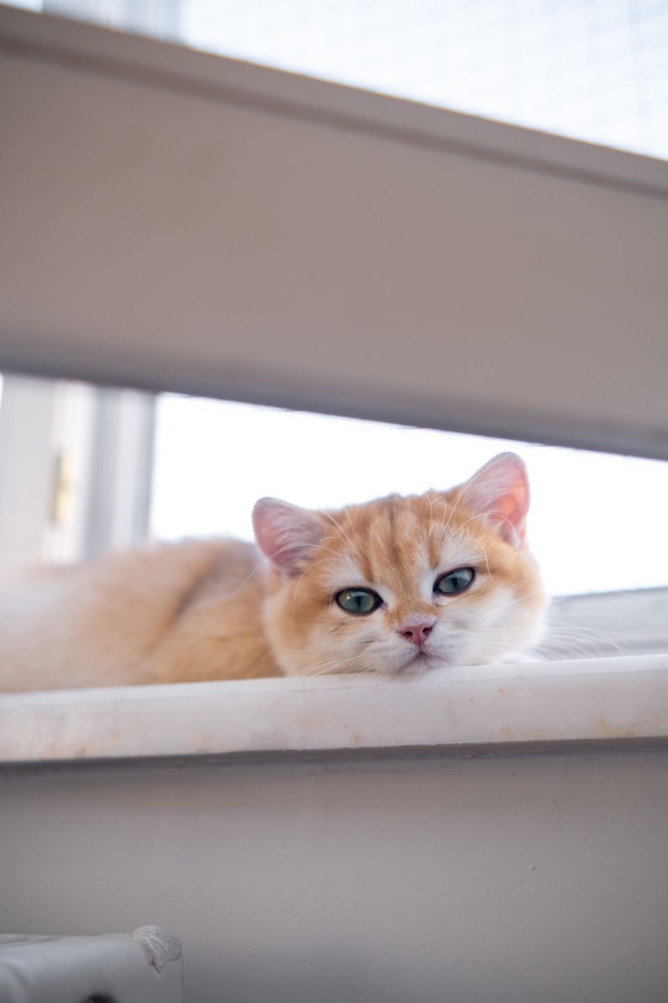 Creme-goldene Katze ruht entspannt auf einer hellen Fensterbank